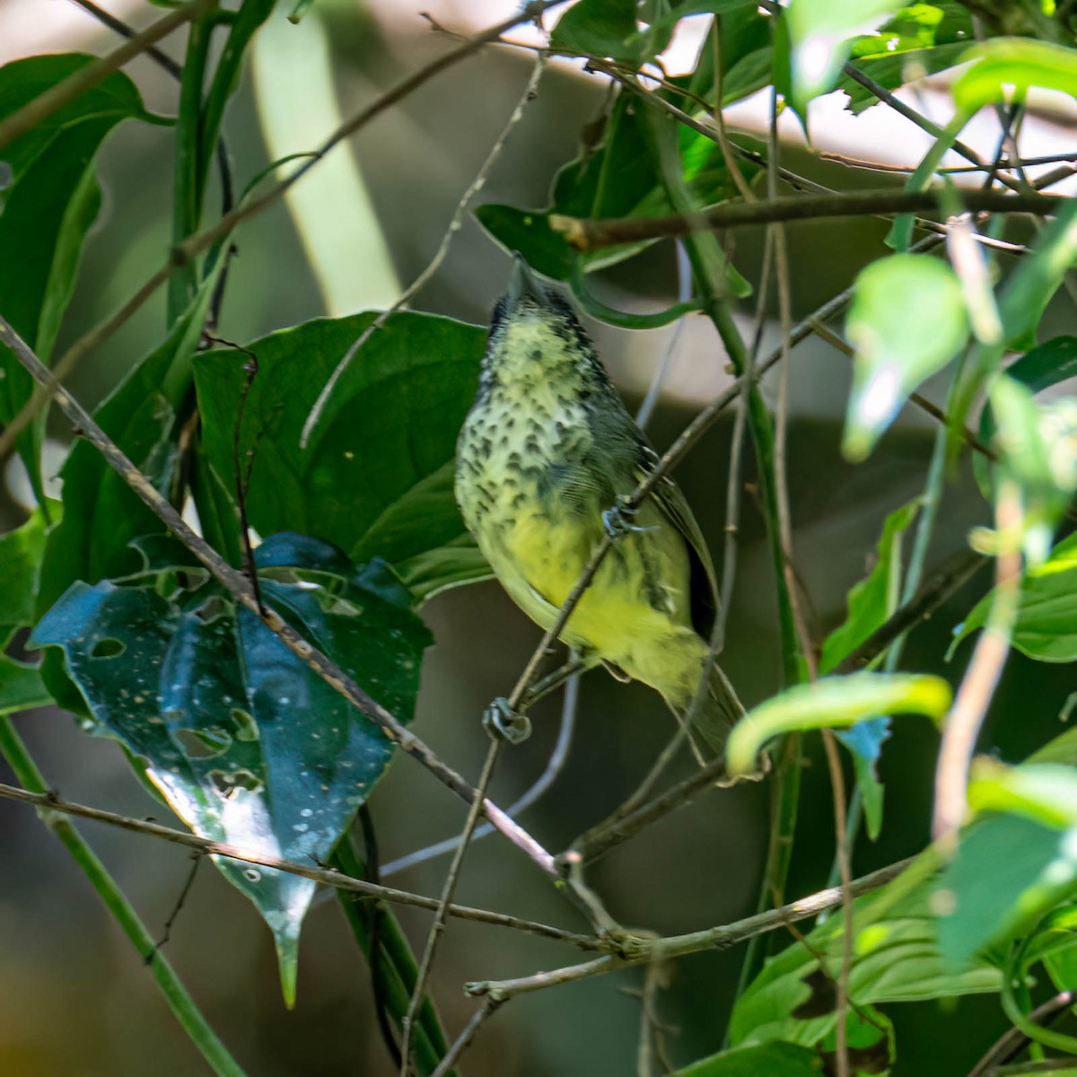 アリモズモドキ - ML646000778