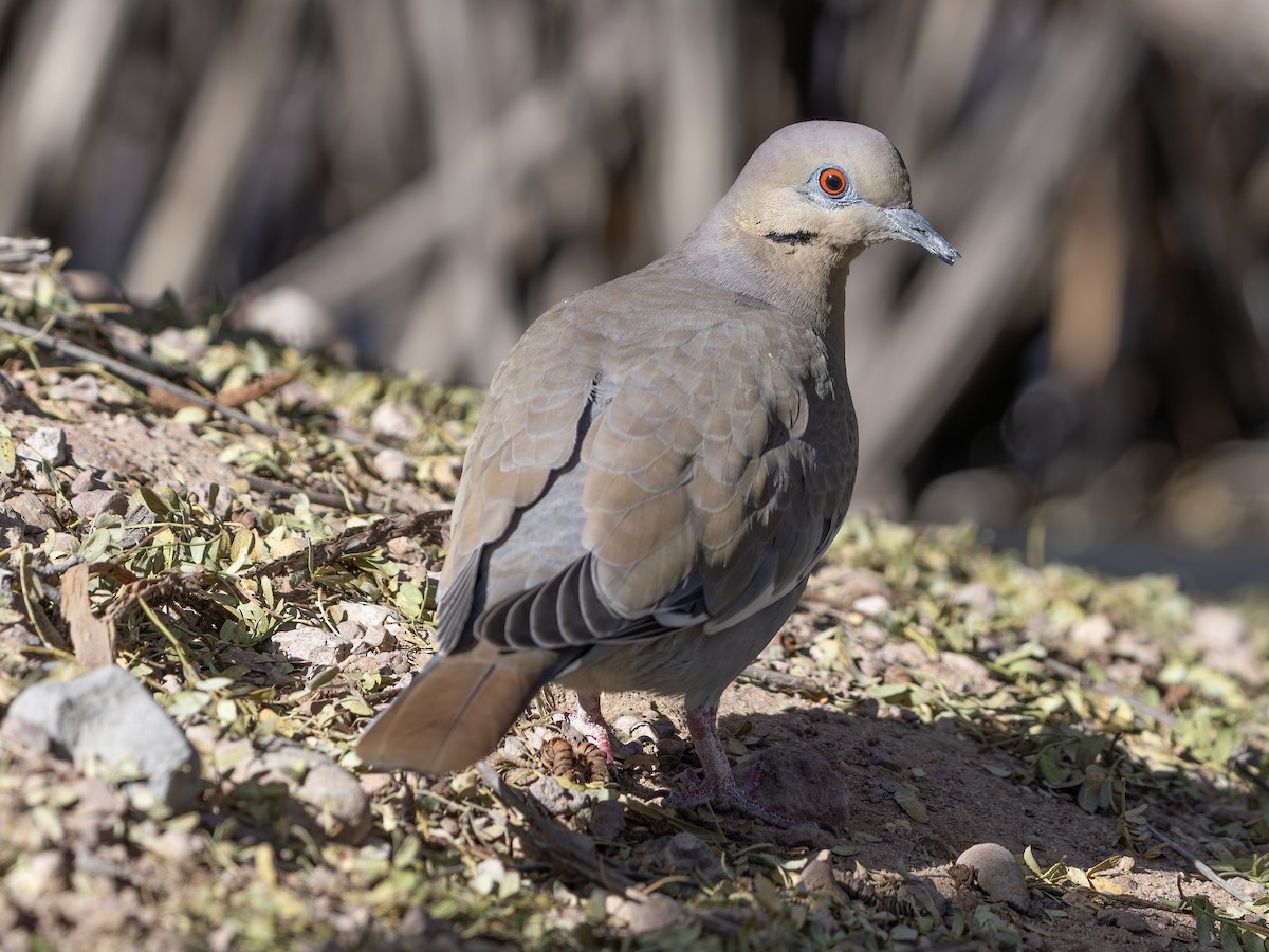 ハジロバト - ML646000780