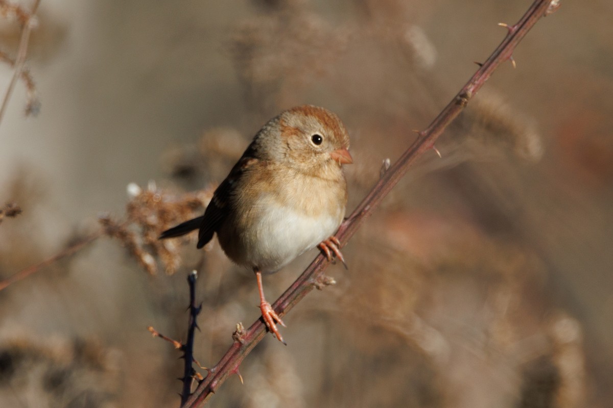 ヒメドリ - ML646000781