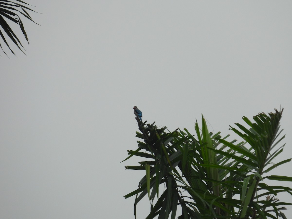 セネガルショウビン - ML646000782