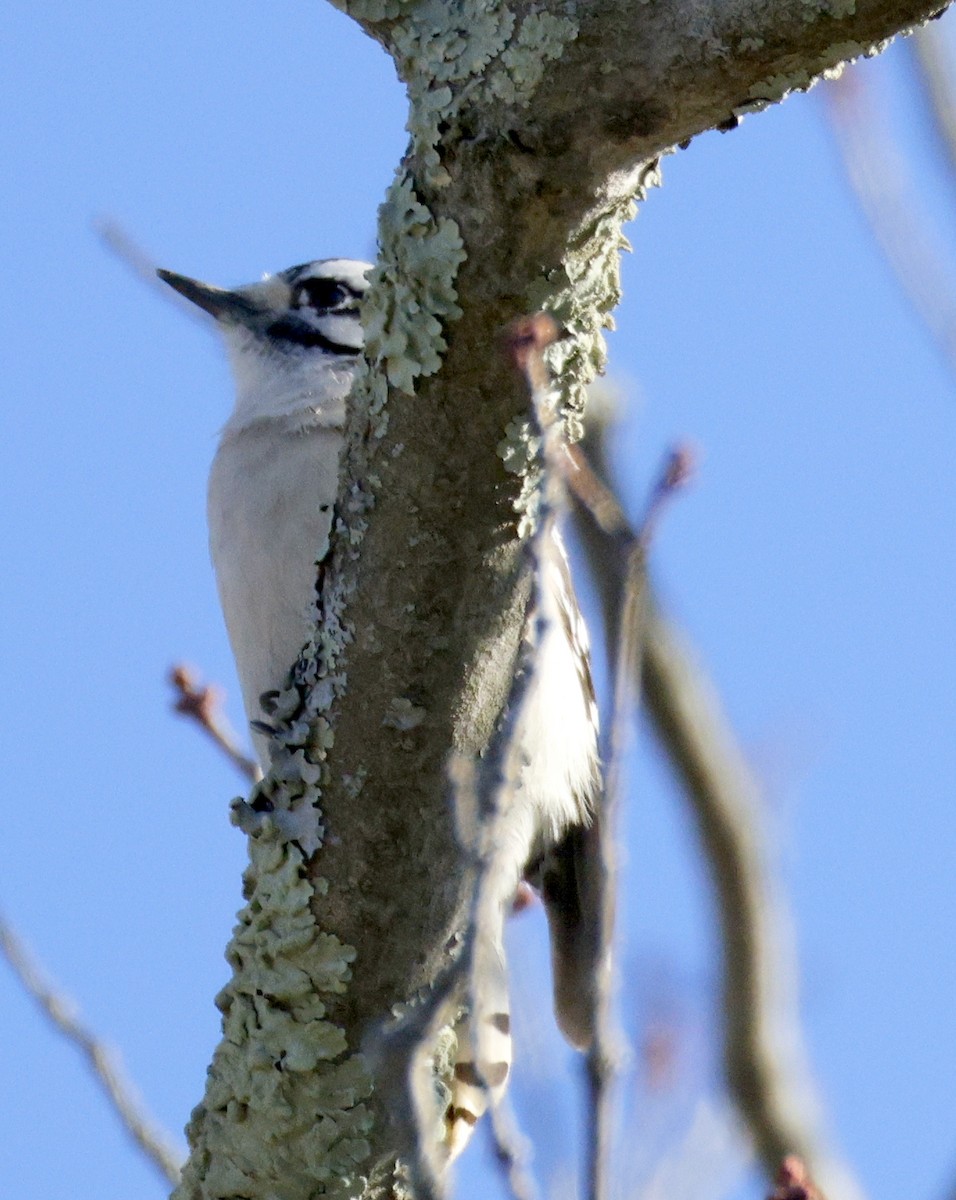 セジロコゲラ - ML646000783
