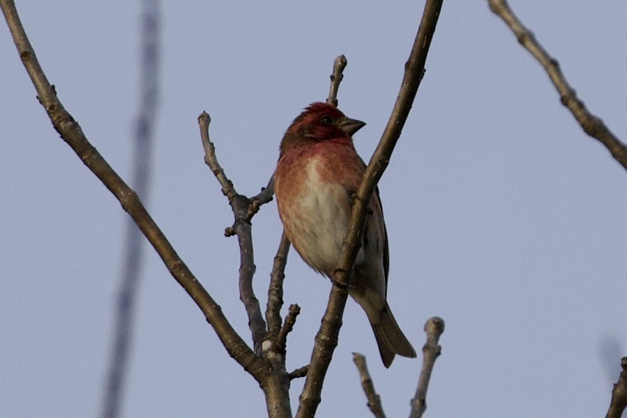 ムラサキマシコ - ML646000784