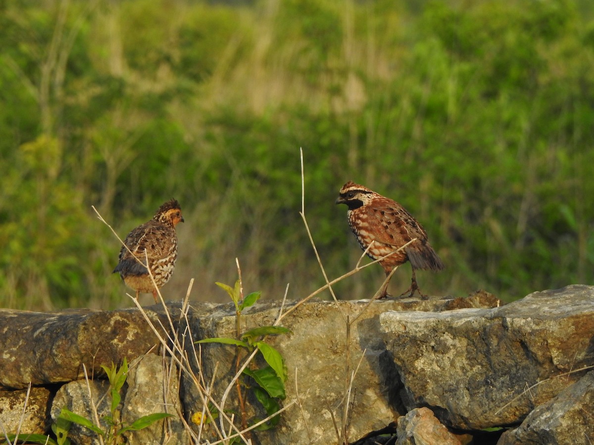 Black-throated Bobwhite - ML646000786
