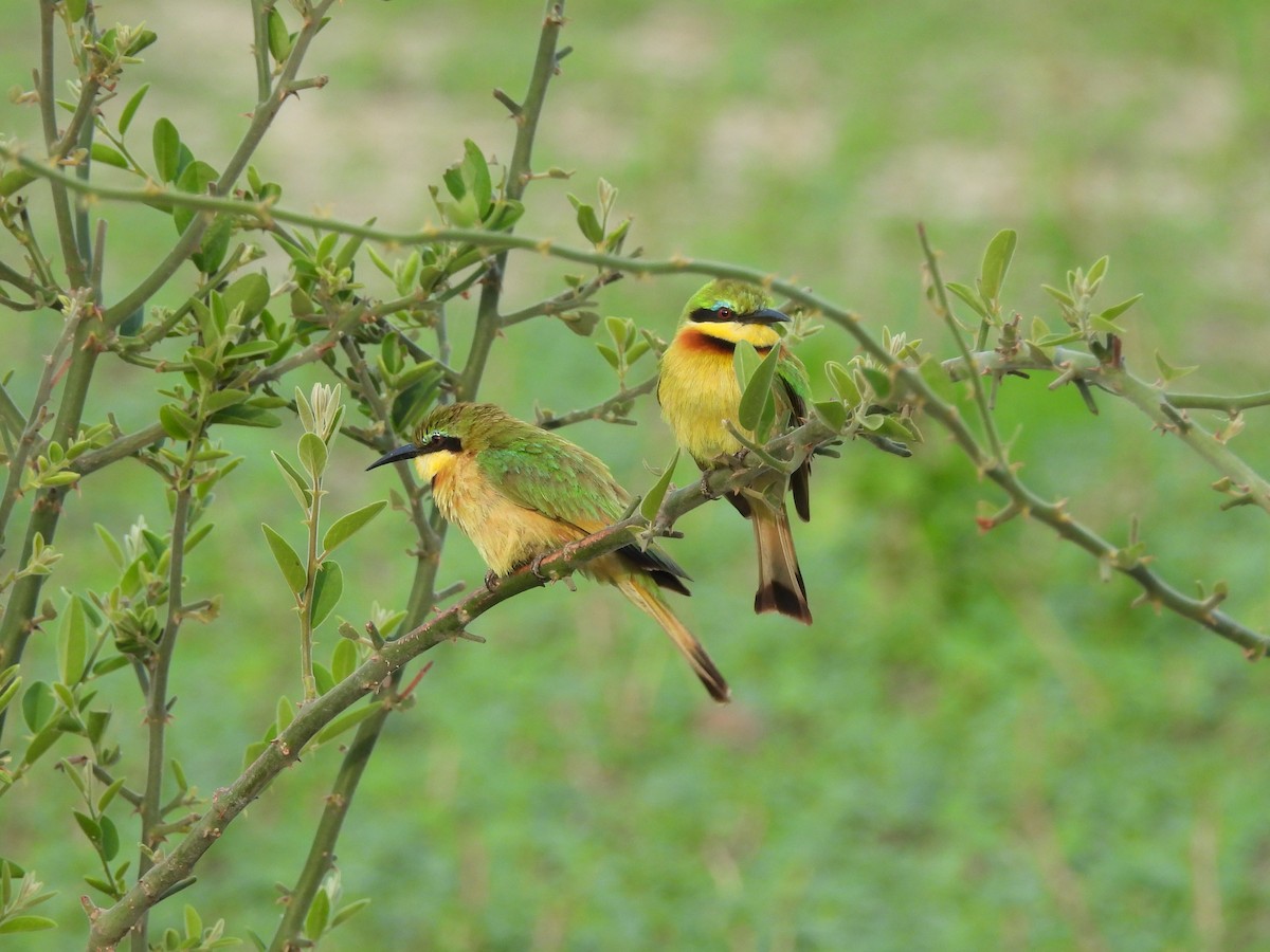 ヒメハチクイ - ML646000787