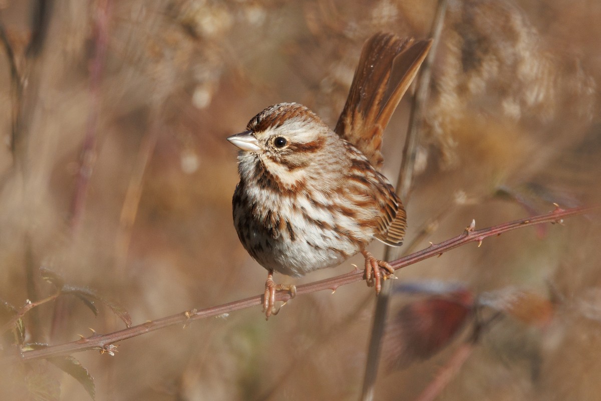 ウタスズメ - ML646000788