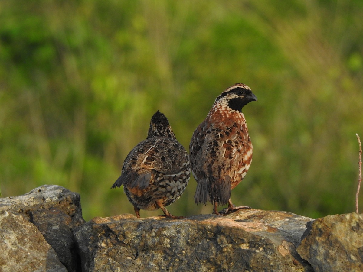 Black-throated Bobwhite - ML646000789