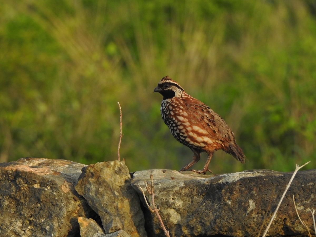 Black-throated Bobwhite - ML646000790