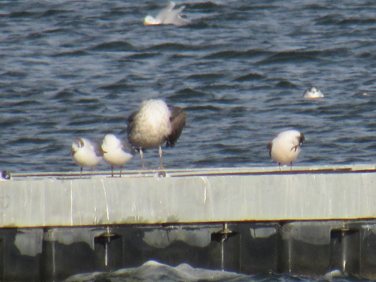 Lesser Black-backed Gull - ML646000792