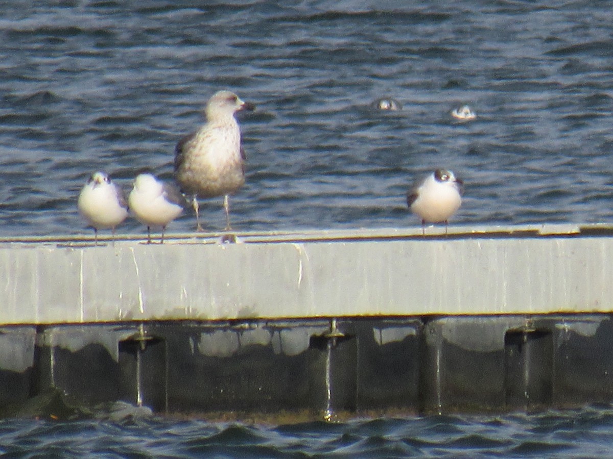 Lesser Black-backed Gull - ML646000793
