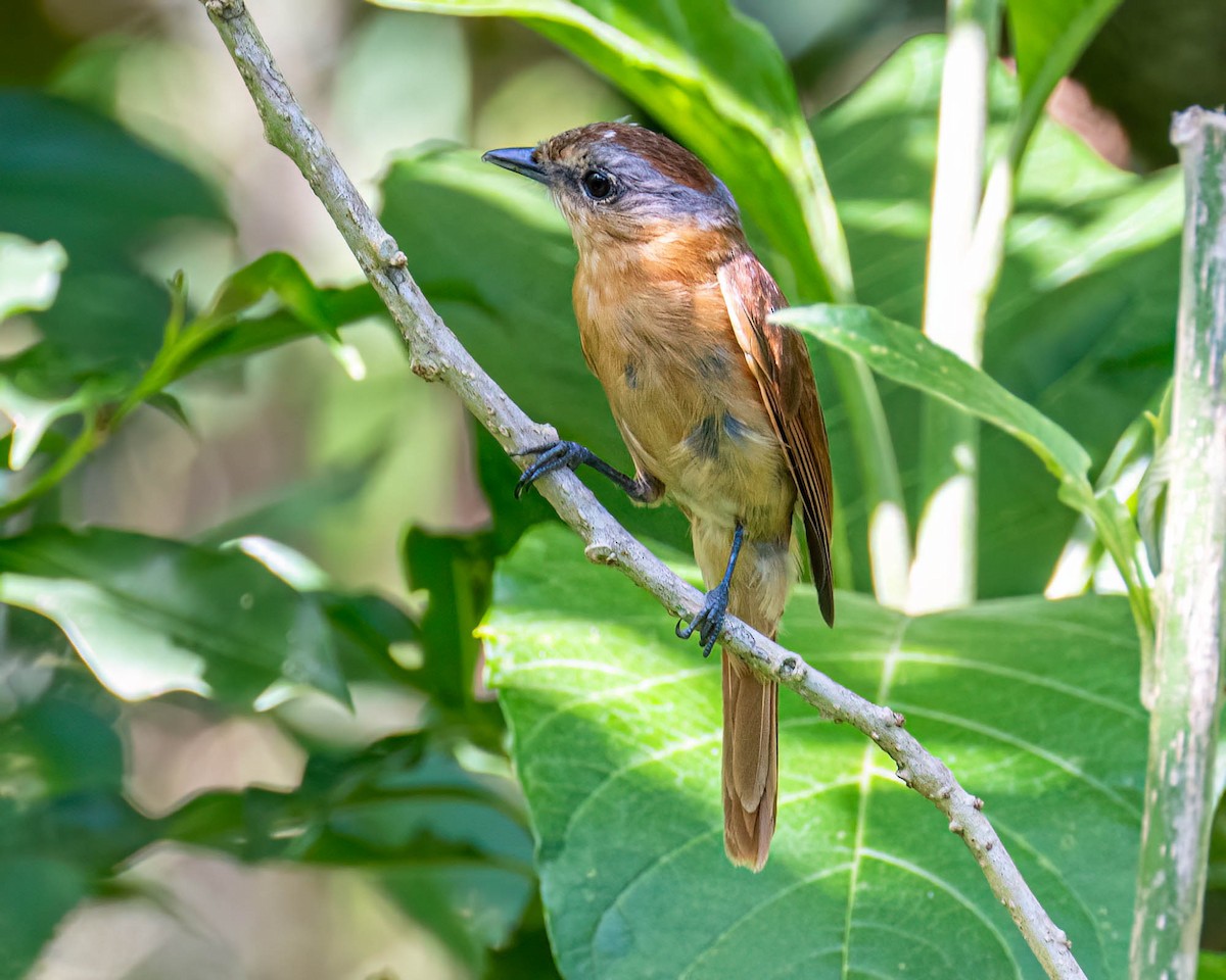 ハチマキカザリドリモドキ - ML646000796