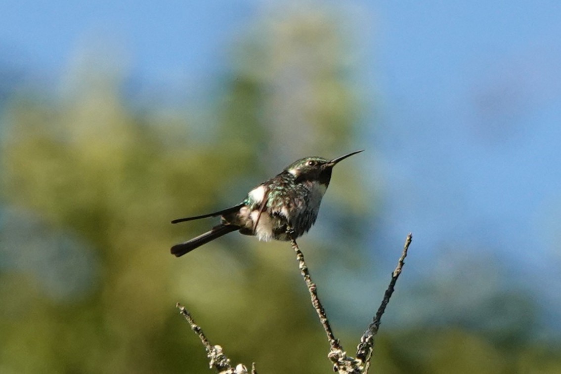 ホソオハチドリ - ML646000798