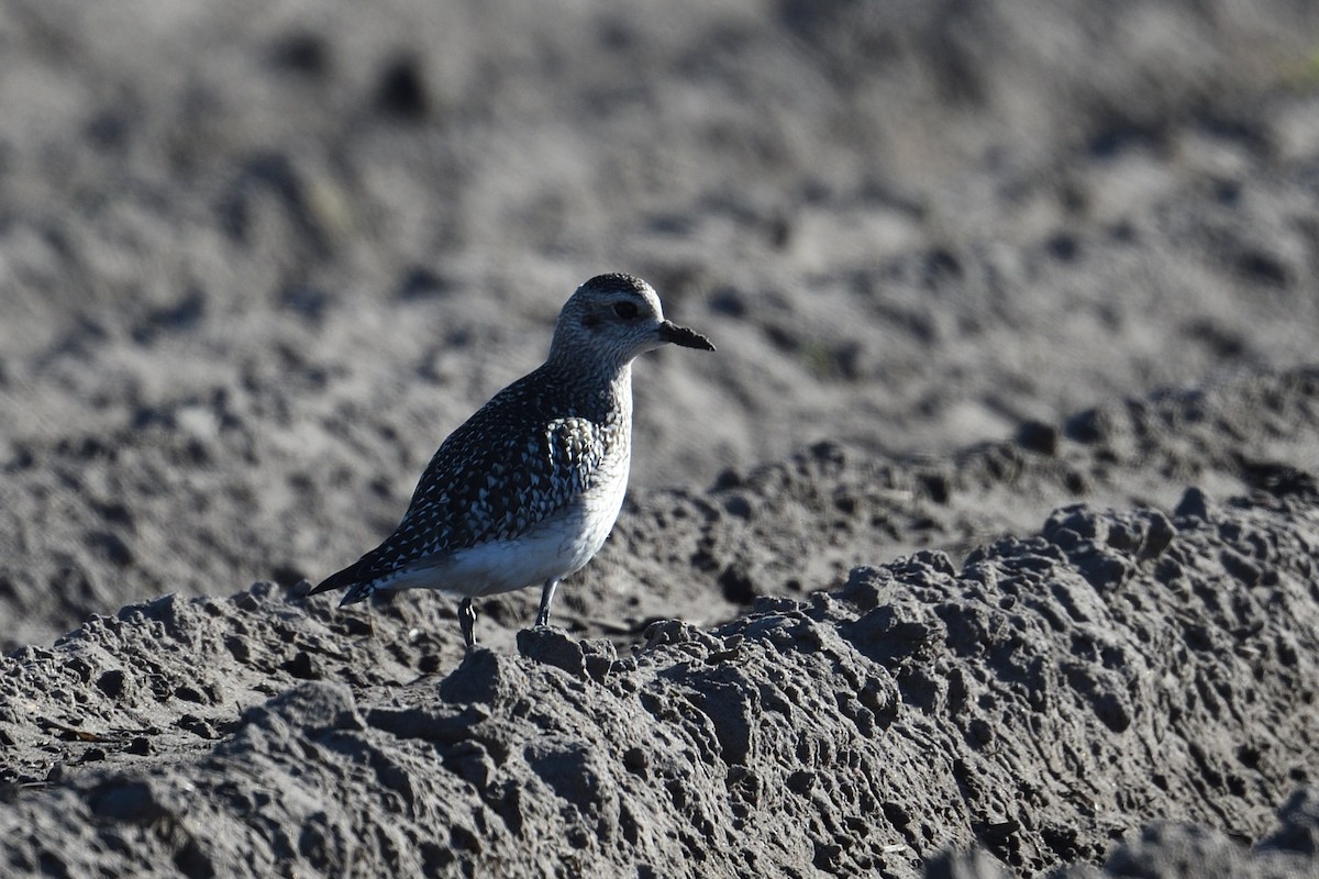 ダイゼン - ML646000799