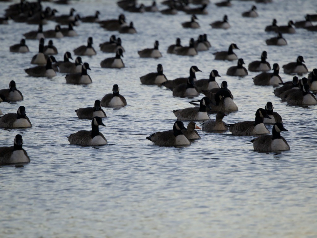אווז לבן-מצח - ML646000801