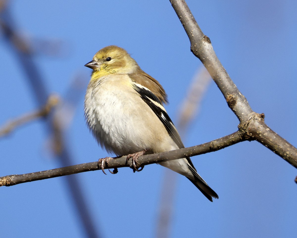 オウゴンヒワ - ML646000802