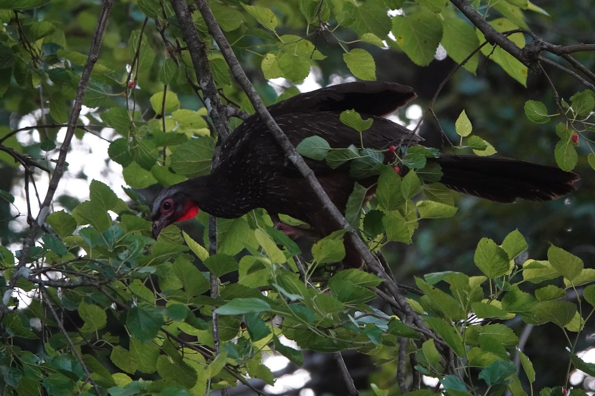 アカガオシャクケイ - ML646000804