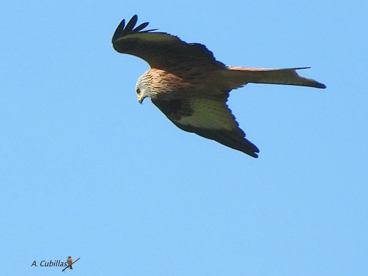 アカトビ - ML646000805