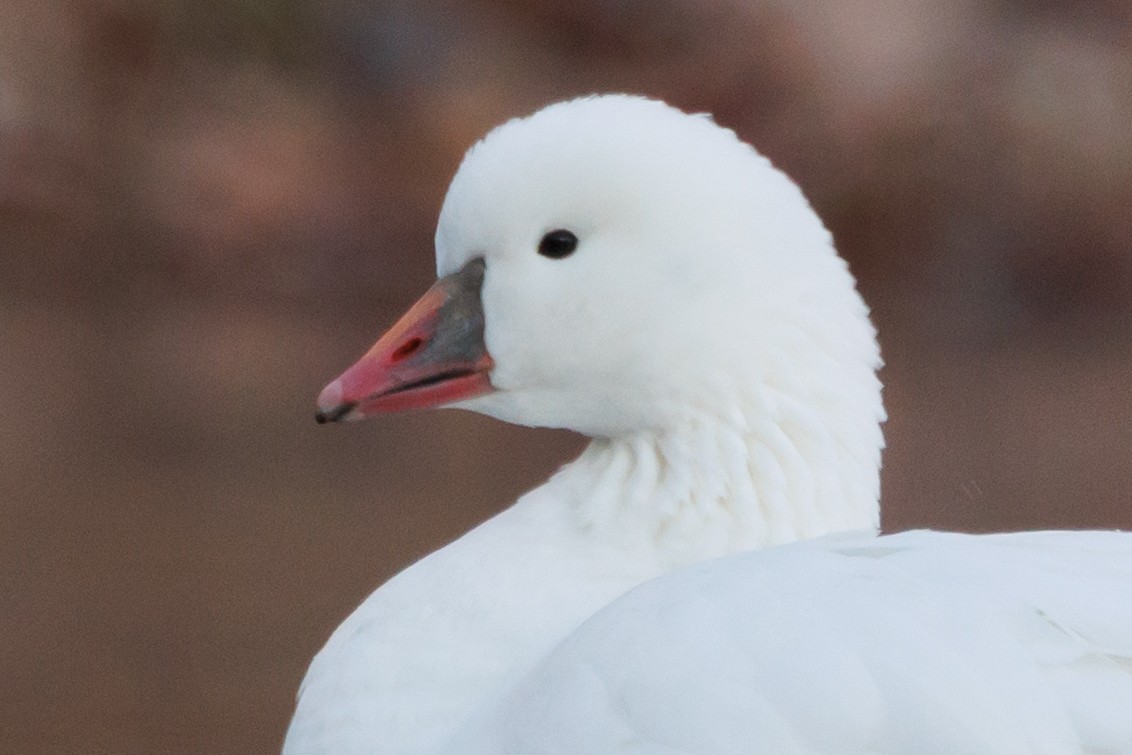 Ross's Goose - ML646000806