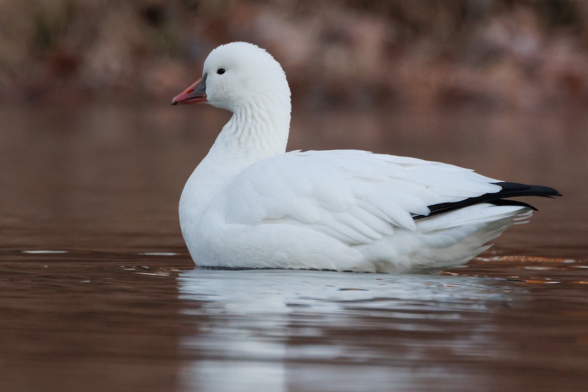 Ross's Goose - ML646000807