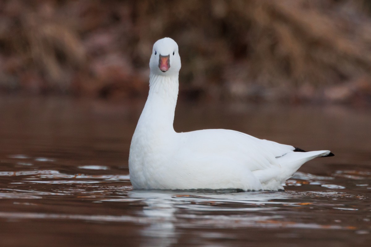Ross's Goose - ML646000808