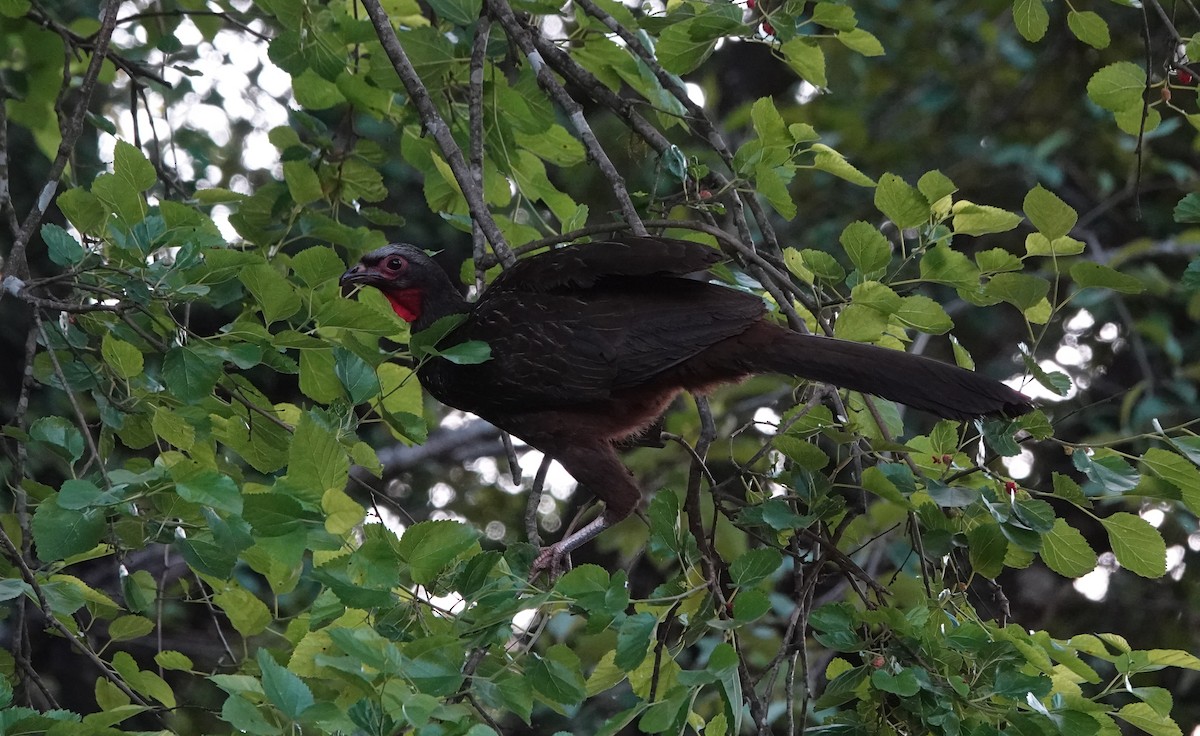 アカガオシャクケイ - ML646000809