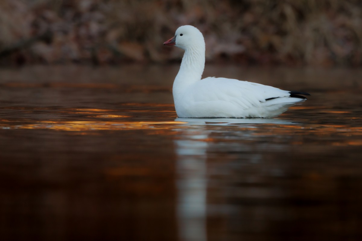 Ross's Goose - ML646000810
