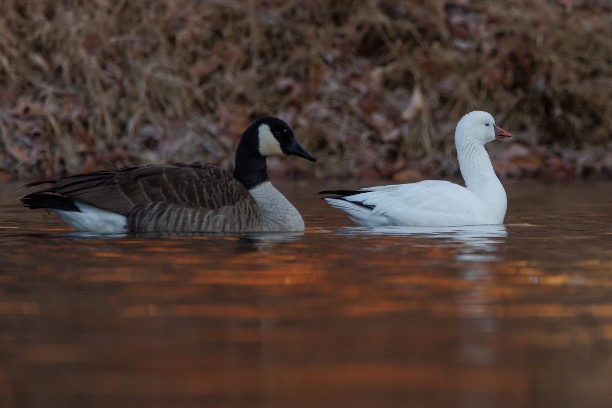 Ross's Goose - ML646000811