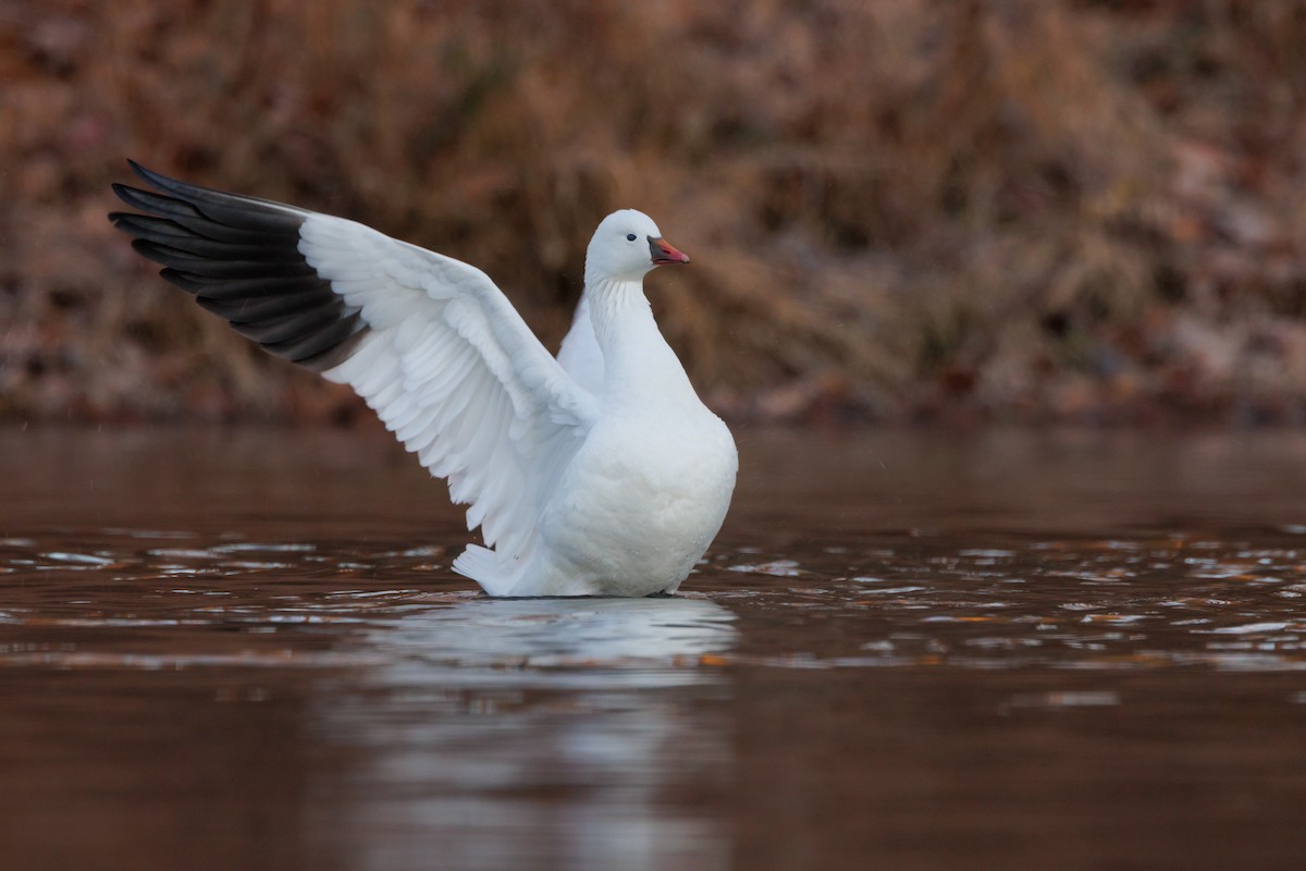 Ross's Goose - ML646000812