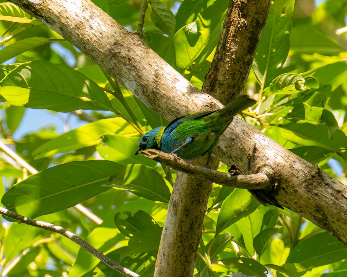 ミドリズキンフウキンチョウ - ML646000813