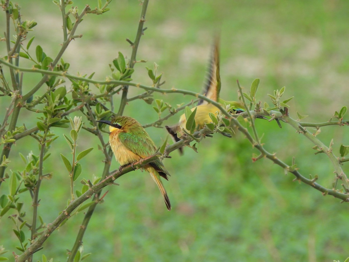 ヒメハチクイ - ML646000814