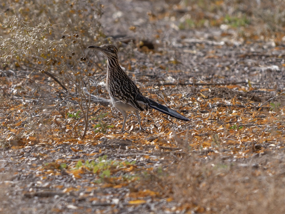オオミチバシリ - ML646000816