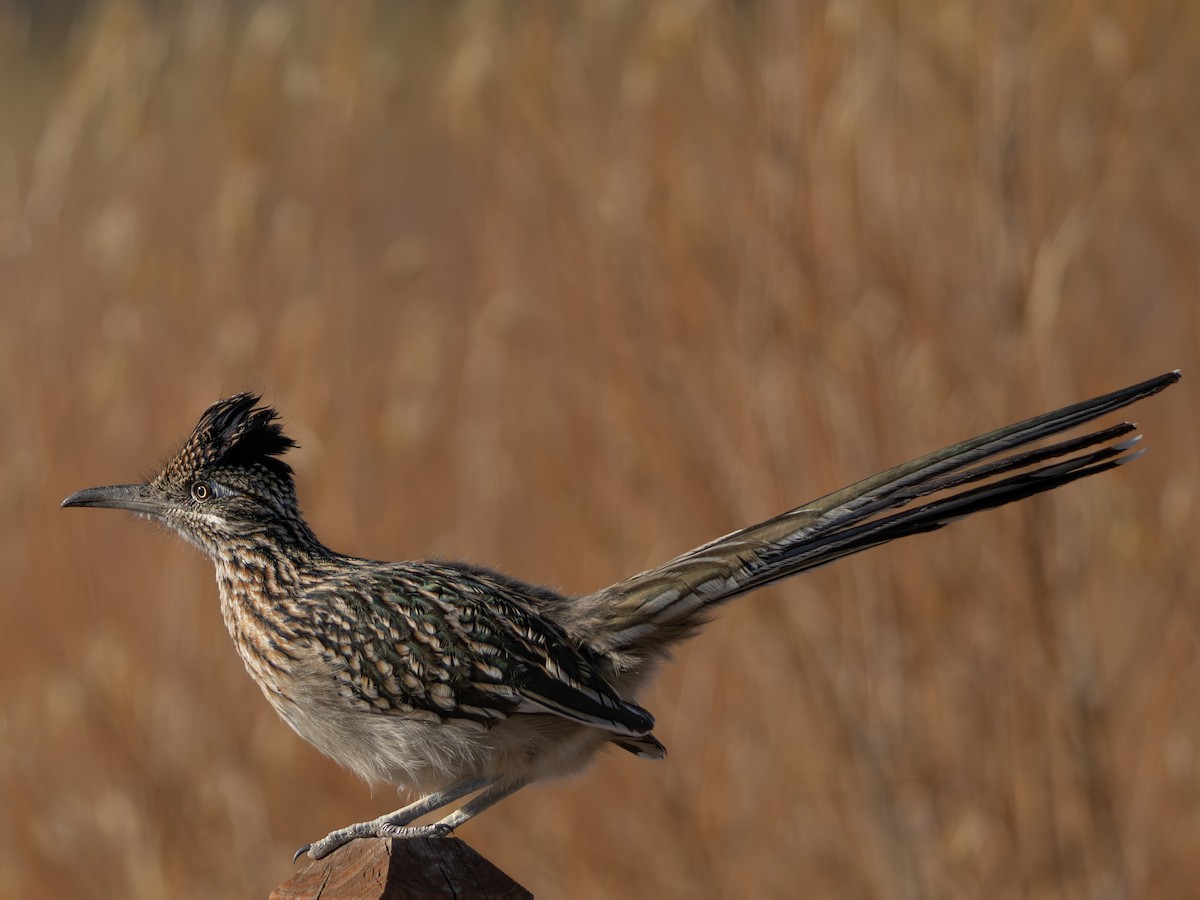 オオミチバシリ - ML646000817