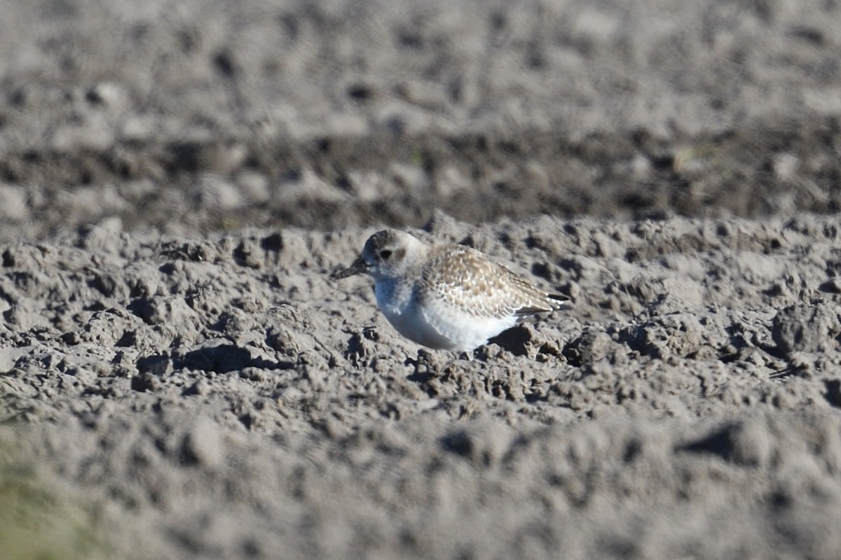 ダイゼン - ML646000818