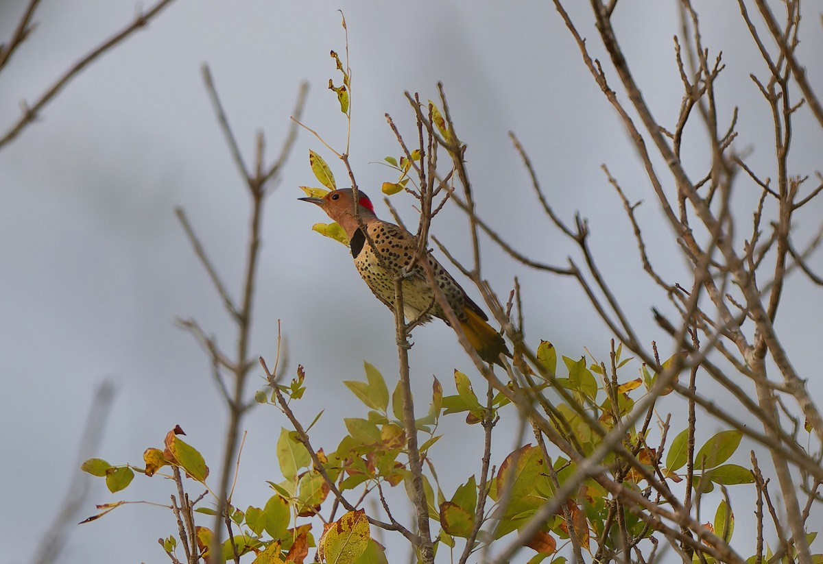 ハシボソキツツキ - ML646000819