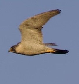 ハヤブサ - ML646000820