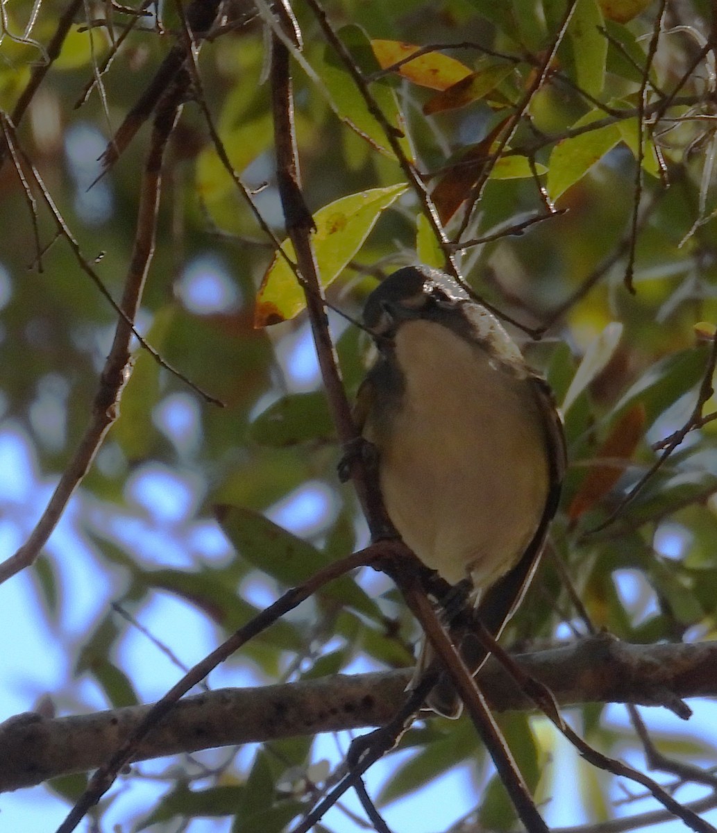 フタスジモズモドキ - ML646000821