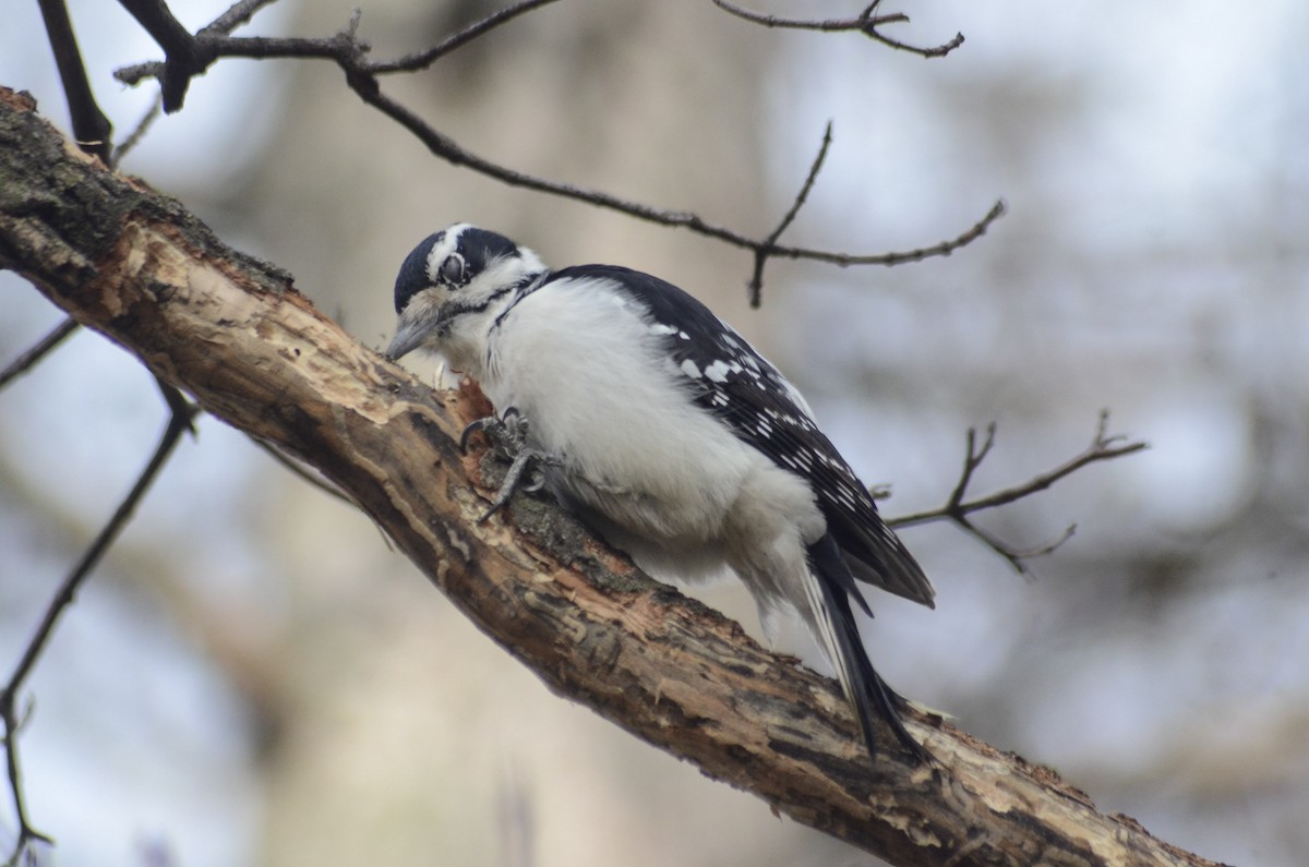 セジロアカゲラ - ML646000822