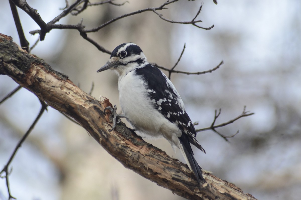 セジロアカゲラ - ML646000823