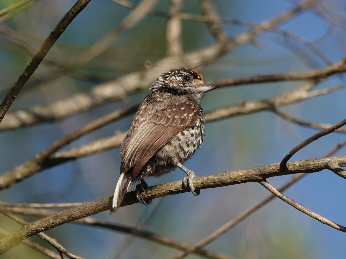 シロスジヒメキツツキ - ML646000824