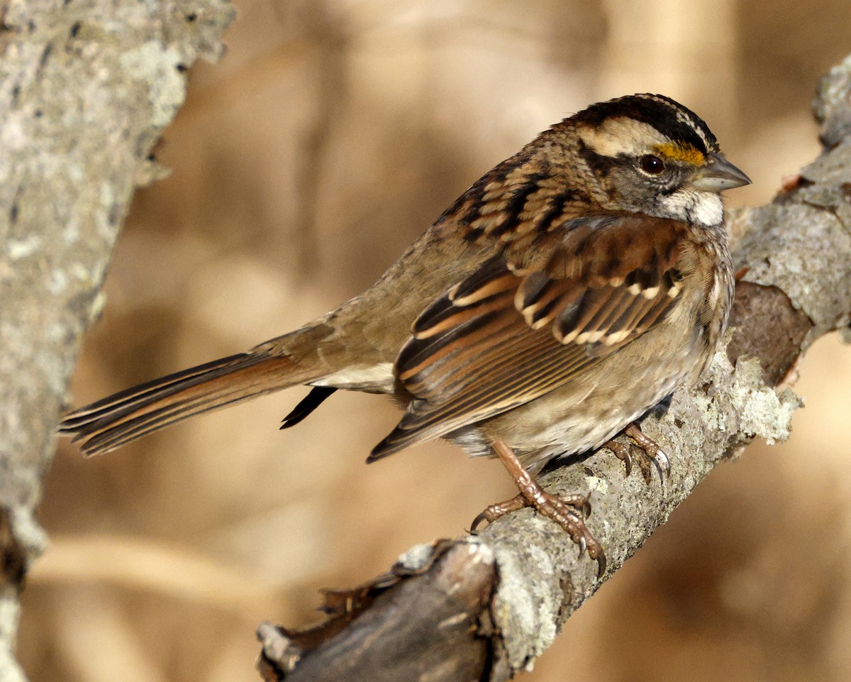 ノドジロシトド - ML646000825