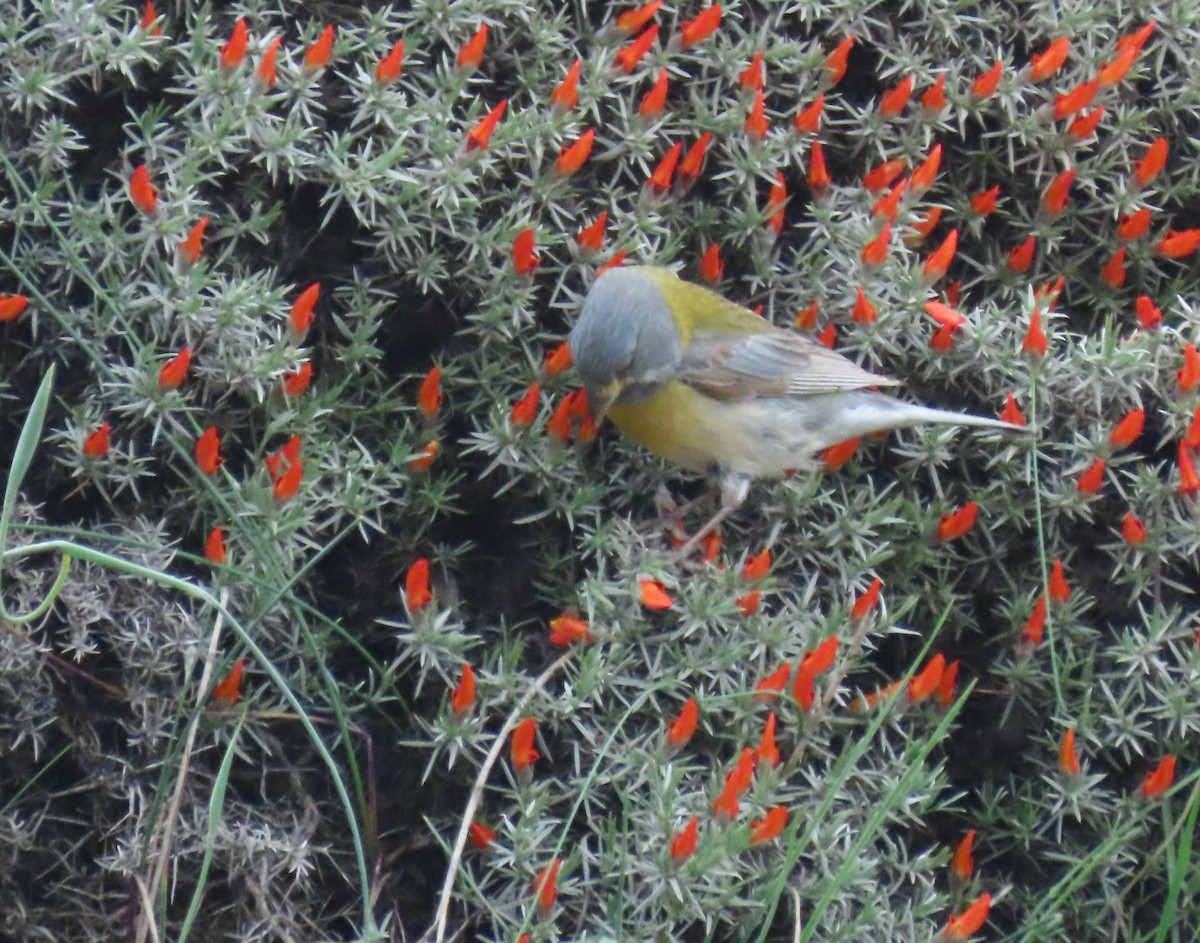 Gray-hooded Sierra Finch - ML646000834