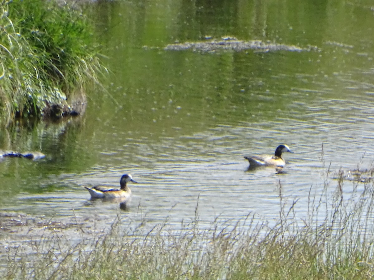 Chiloe Wigeon - ML646000835