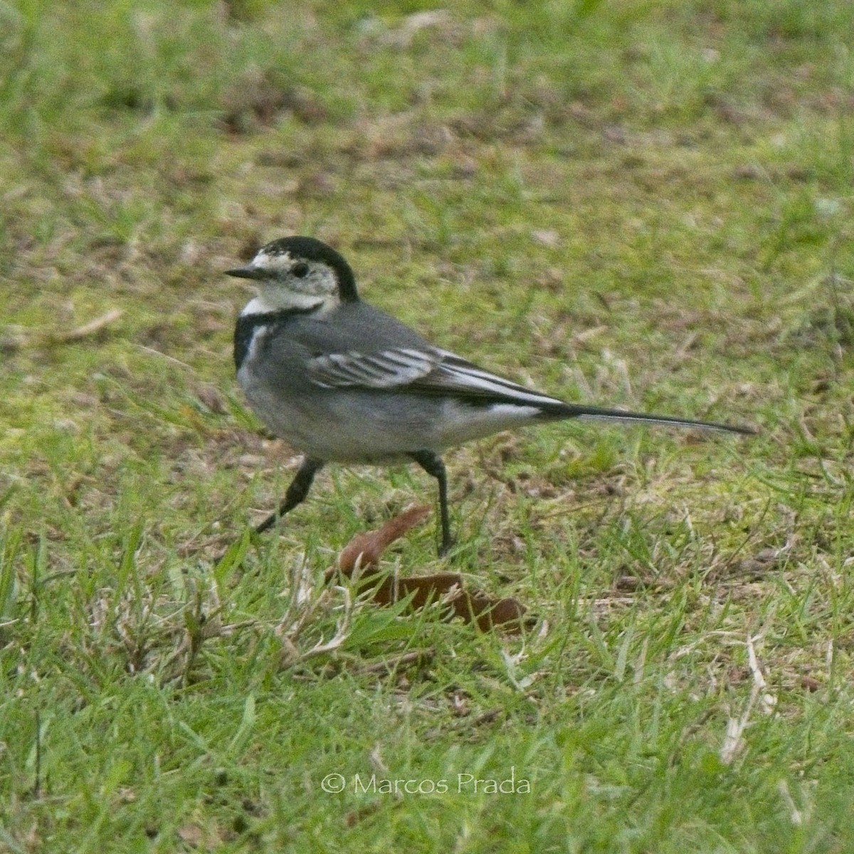 konipas bílý (ssp. yarrellii) - ML646000841