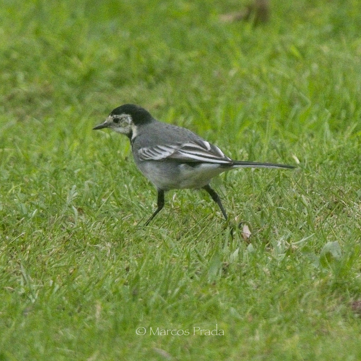konipas bílý (ssp. yarrellii) - ML646000842