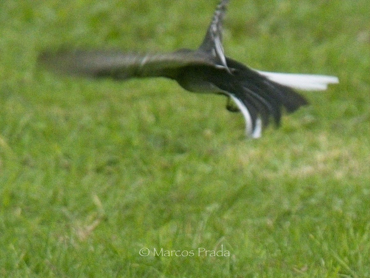 konipas bílý (ssp. yarrellii) - ML646000843