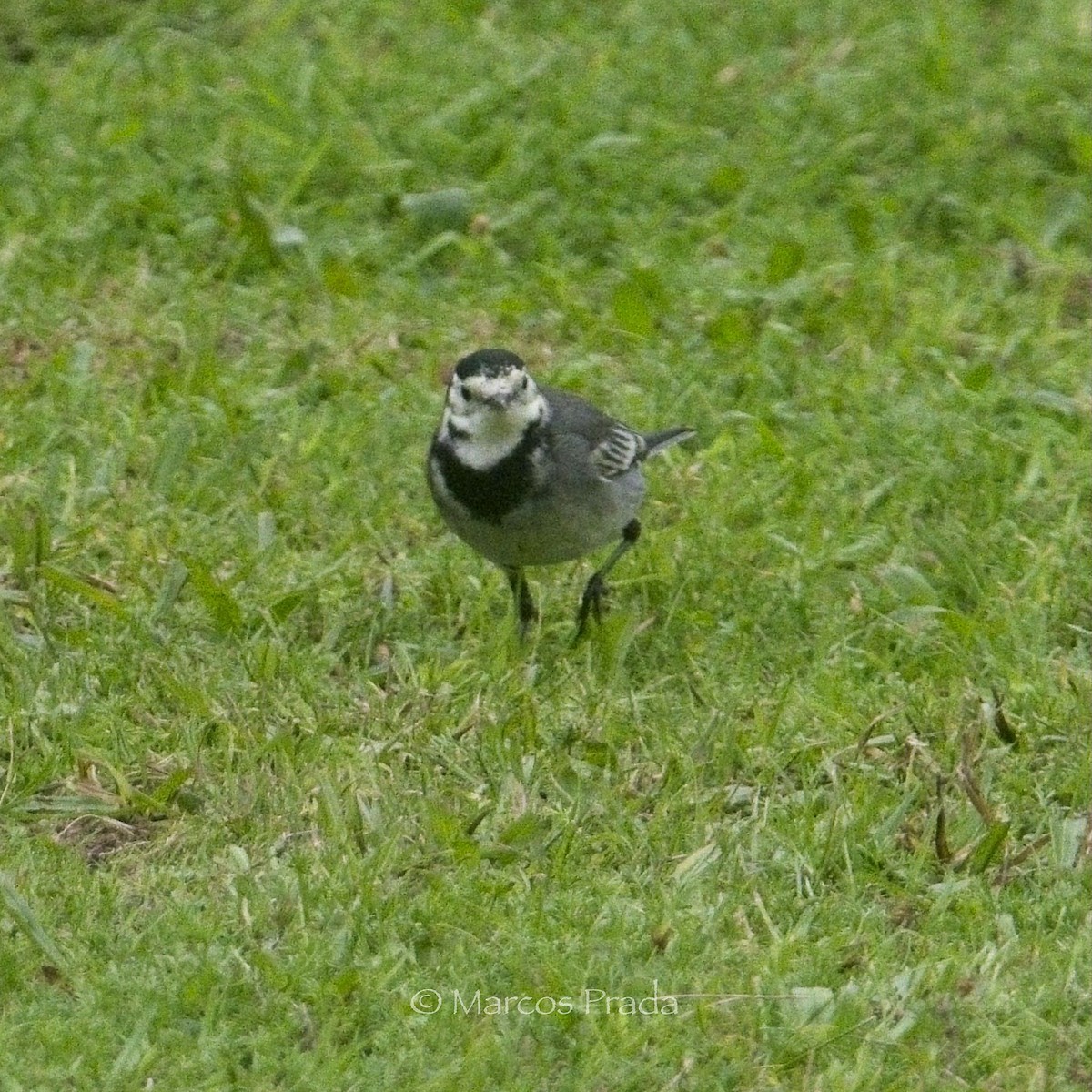 konipas bílý (ssp. yarrellii) - ML646000844