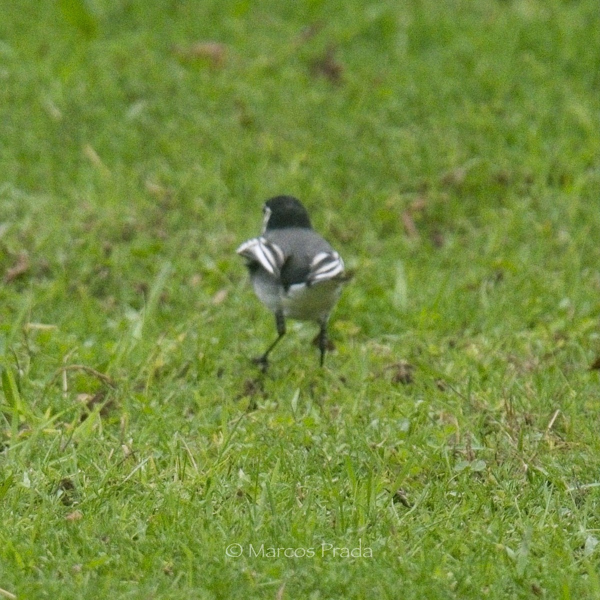 konipas bílý (ssp. yarrellii) - ML646000845