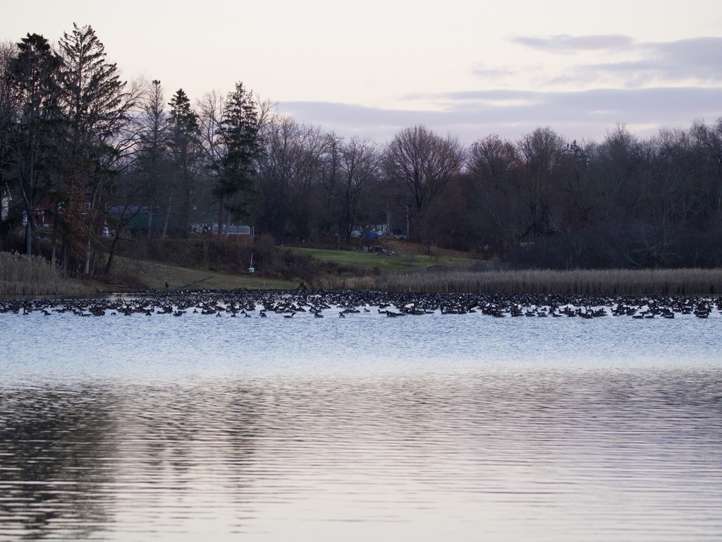 ברנטה קנדית - ML646000847