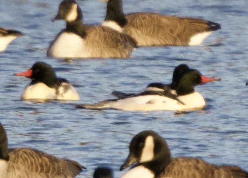 מרגון גדול - ML646000855