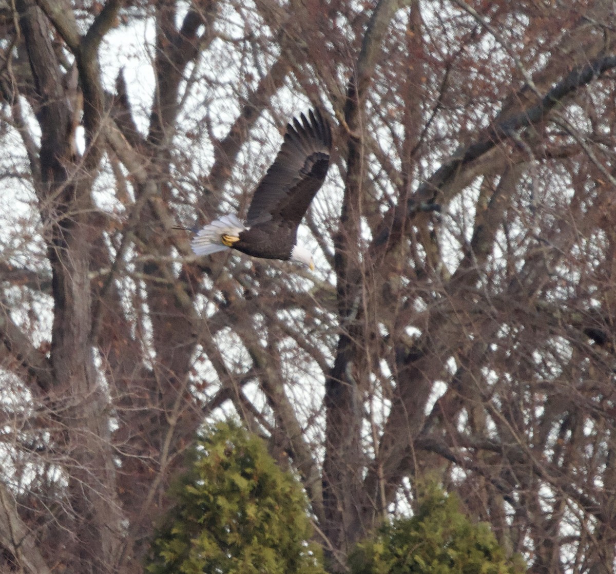 עיטם לבן-ראש - ML646000861