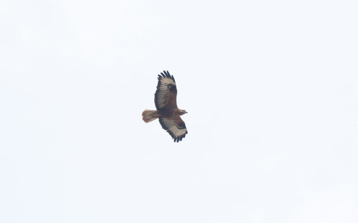 Long-legged Buzzard - ML646000875